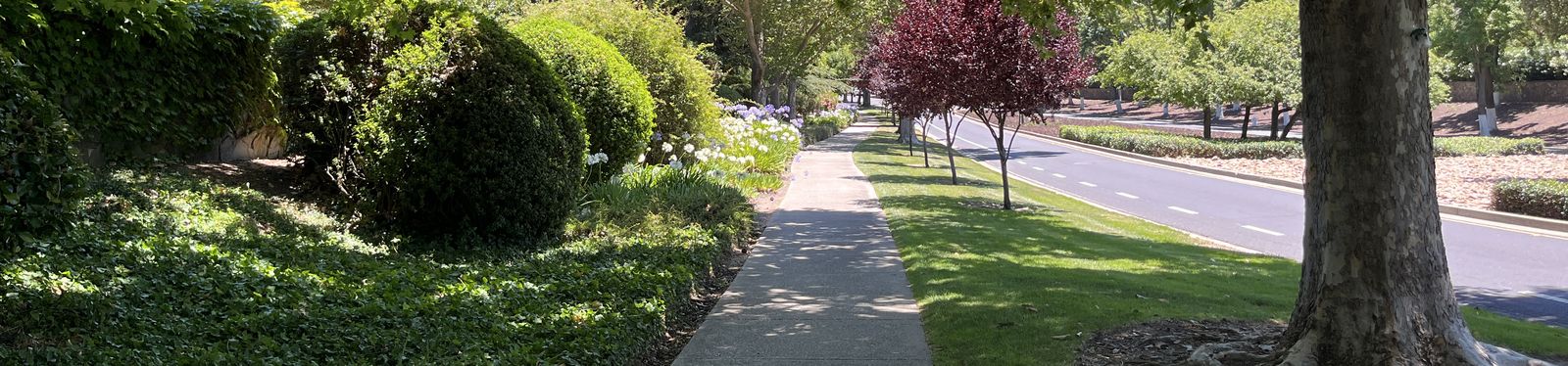 A tree-lined walking path beneath a mature oak in Hidden Oaks at Blackhawk.