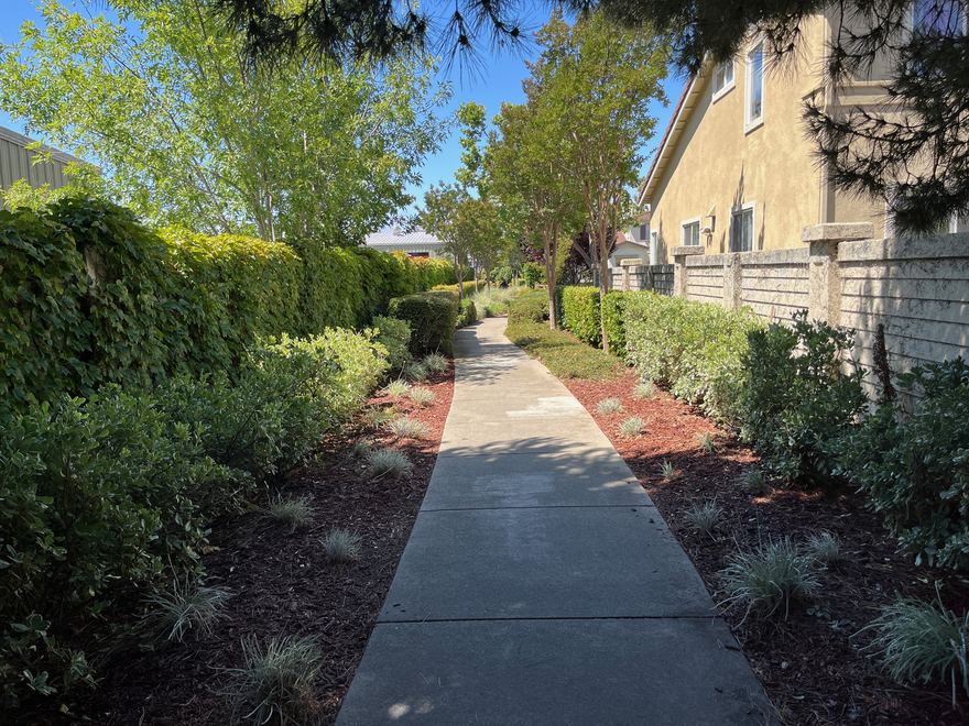 A tree-lined walking path through Canterbury of Hayward.