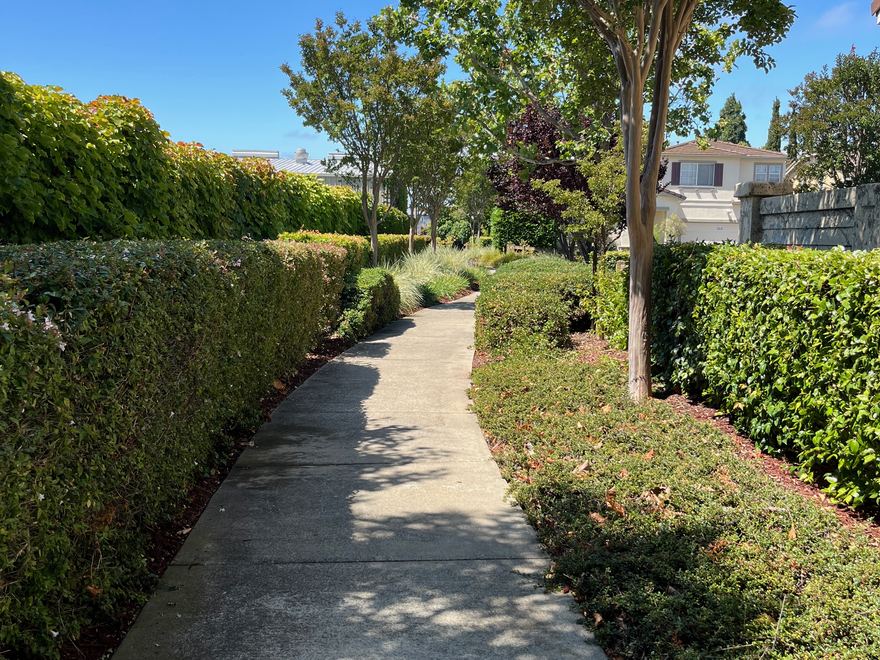 A curving, hedge-lined pathway in Canterbury of Hayward.