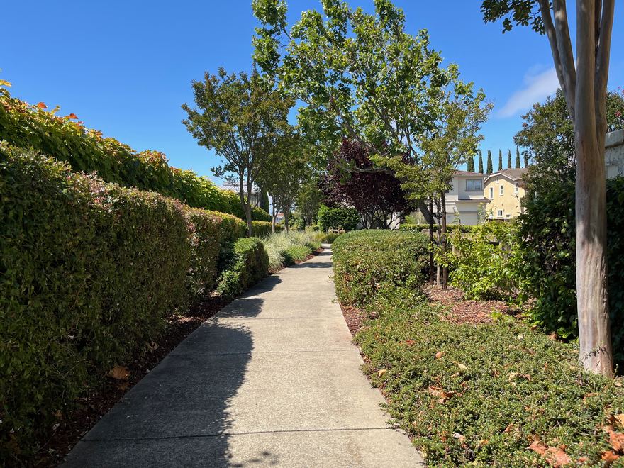 A Canterbury walkway framed by mature trees and ornamental grasses.