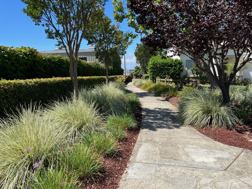 A garden path through ornamental grasses in Canterbury of Hayward.