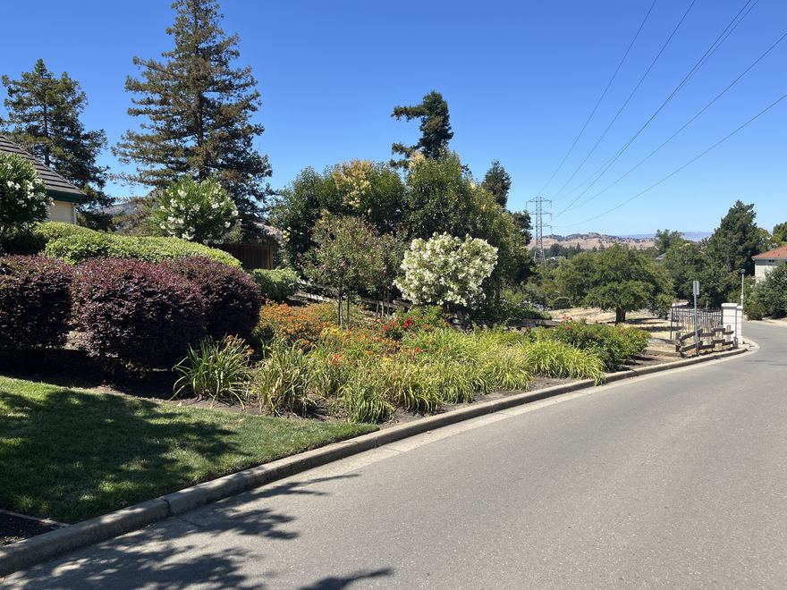 A flowering streetside garden with the hills behind in Chaparral Springs.