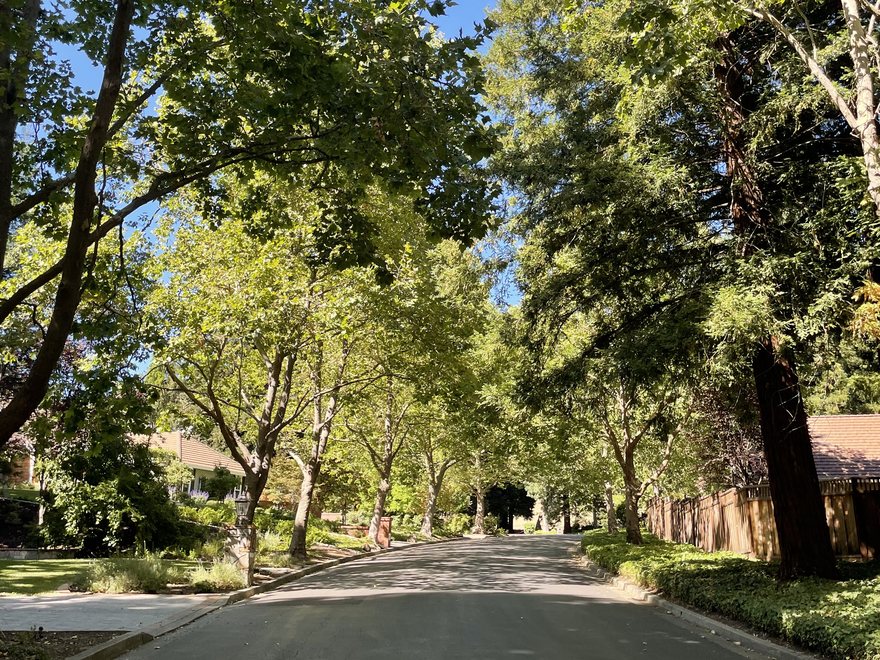 A residential street shaded by a mature tree canopy at Hidden Oaks at Blackhawk.