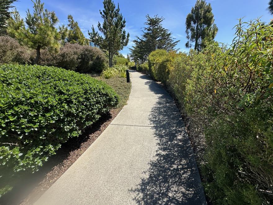 A concrete path curving between trimmed hedges and pines at Marisol.