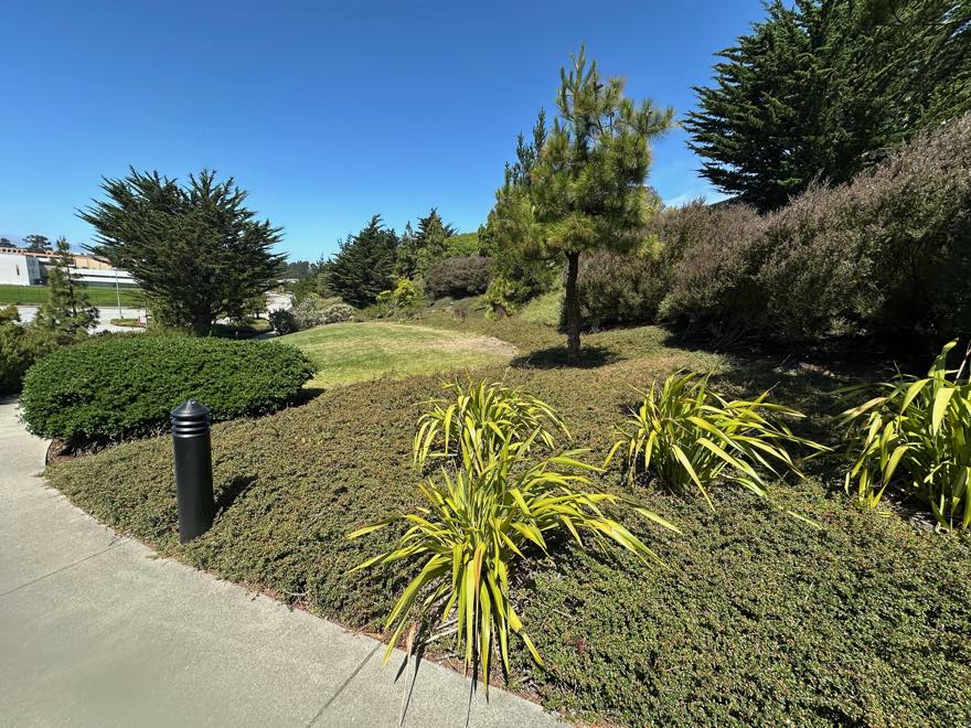 A landscaped planting bed and lawn with a young pine at Marisol.