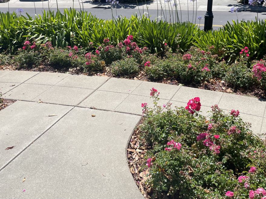 A flowering streetside garden bed in Merimont.