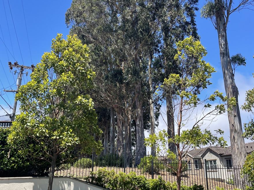 Tall eucalyptus trees rising above the Merimont neighborhood.